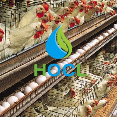 Khử trùng, khử mùi cho trang trại nuôi gà